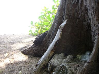 un Paille-En-Queue juvénile dont le nid donne sur la plage de Cousin
