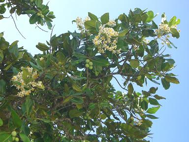 détail d'un arbre en fleurs sur la plage de Beau Vallon