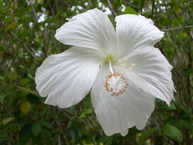 fleur d'hibiscus